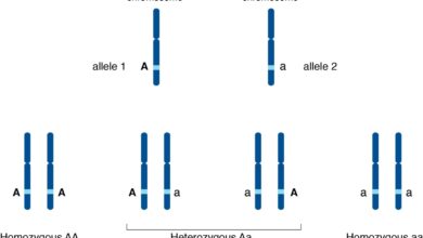 Comment les allèles déterminent-ils les caractéristiques génétiques ?
