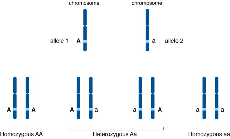 Comment les allèles déterminent-ils les caractéristiques génétiques ?