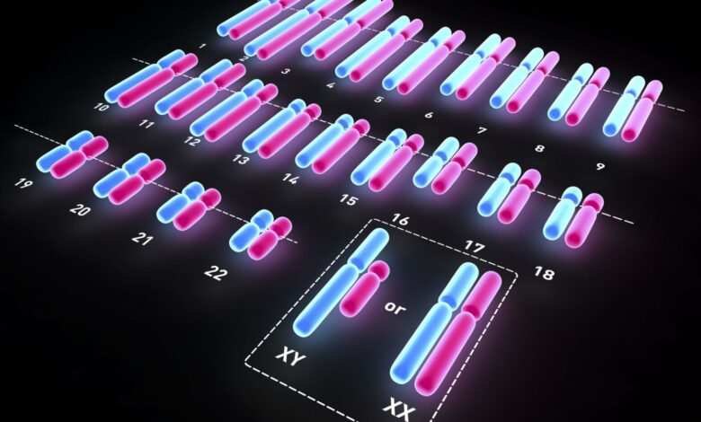 Comment les chromosomes déterminent le sexe