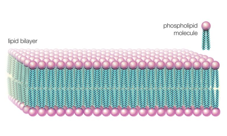 Comment les phospholipides aident à maintenir une cellule en place