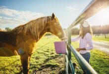 Comment nourrir votre cheval pour qu'il prenne du poids