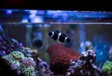 Comment réduire les nitrates dans un aquarium