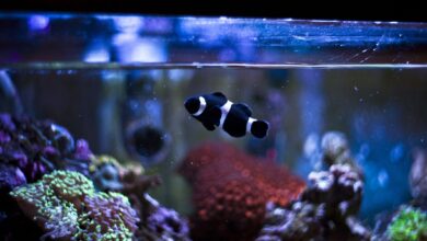 Comment réduire les nitrates dans un aquarium