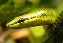 Comment soigner les capuchons des yeux des serpents muets