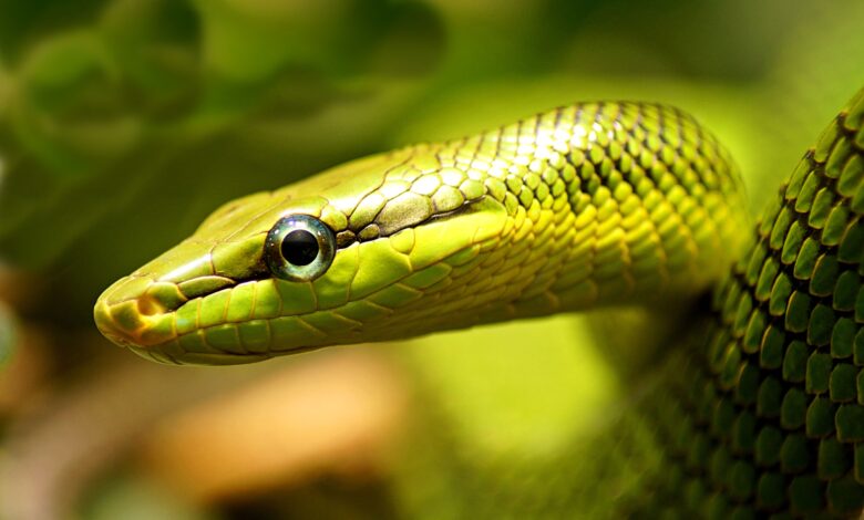 Comment soigner les capuchons des yeux des serpents muets