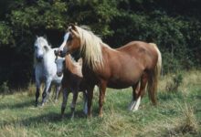 Comment traiter la panse de foin chez les chevaux