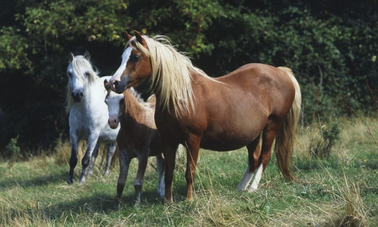 Comment traiter la panse de foin chez les chevaux