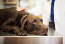 Comment traiter l'anémie chez les chiens