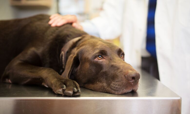 Comment traiter l'anémie chez les chiens