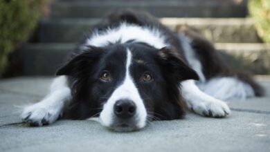 Comment traiter les calculs vésicaux chez les chiens