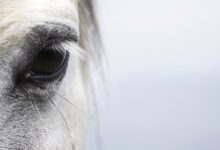 Comment traiter les infections et les blessures oculaires chez les chevaux