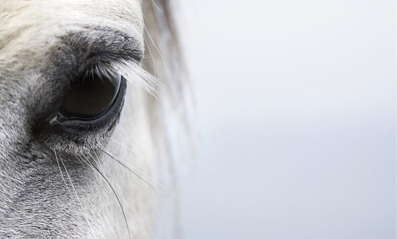 Comment traiter les infections et les blessures oculaires chez les chevaux