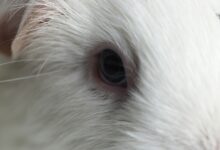 Comment traiter les infections et les problèmes oculaires chez le cochon d'Inde
