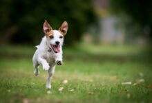 Comment traiter les lymphomes chez les chiens