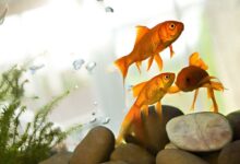 Comment traiter les troubles de la vessie natatoire chez les poissons d'aquarium