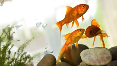 Comment traiter les troubles de la vessie natatoire chez les poissons d'aquarium