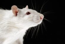 Comment traiter les tumeurs chez les rats
