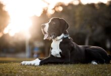 Comment traiter l'hygrométrie des coudes chez les chiens