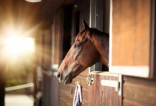 Conception d'écuries pour la sécurité et le confort des chevaux