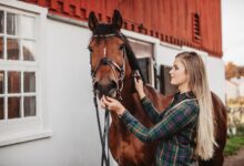 Conseils pour soigner un cheval qui n'aime pas être soigné