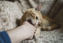Décodage des mythes sur le comportement des chats
