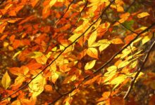 Des hêtres pour le feuillage d'automne (Beechnuts)