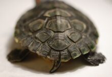Déterminer le sexe d'une tortue