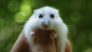 Différents types de hamsters pour les animaux de compagnie