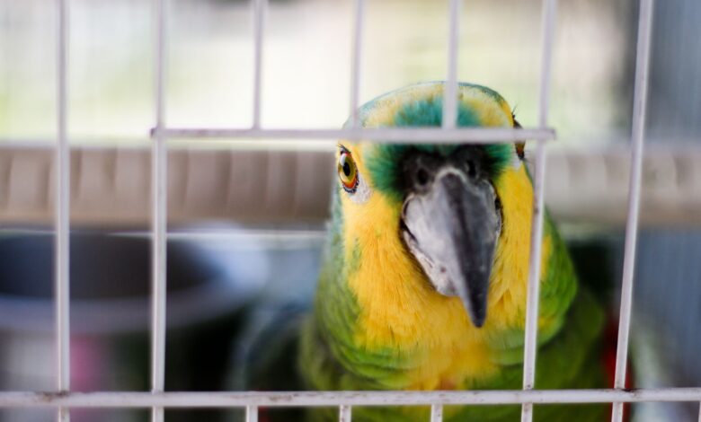 Dimensions des cages et espacement des barreaux pour les oiseaux de compagnie