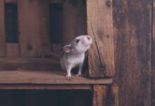 Du bois sûr et toxique à mâcher pour les rats