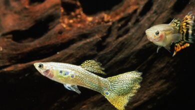 Eau dure et poissons d'aquarium