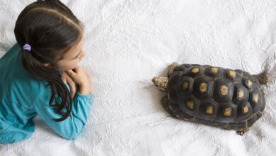 En savoir plus sur les tortues hivernantes