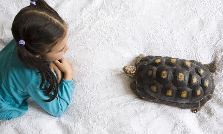 En savoir plus sur les tortues hivernantes