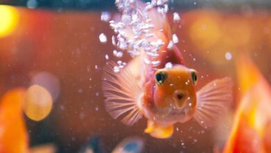 Espèce de poisson cichlidé perroquet sanguin