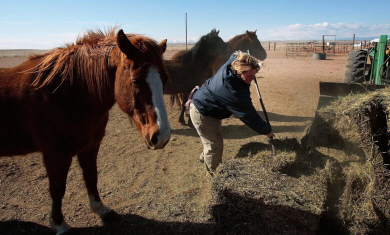 Faire durer le foin plus longtemps - Nourrir le foin des chevaux en cas de sécheresse et d'urgence