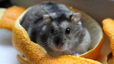 Garder et soigner les hamsters nains comme animaux de compagnie