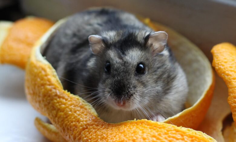 Garder et soigner les hamsters nains comme animaux de compagnie