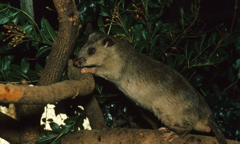 Garder et soigner les rats de poche gambiens comme animaux de compagnie