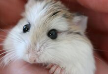 Garder les hamsters comme animaux de compagnie - Prendre soin des hamsters