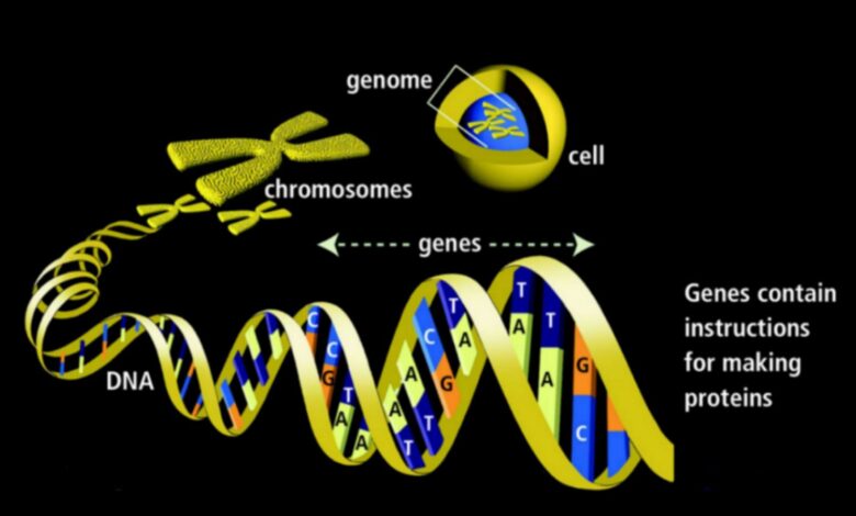 Gènes - Définition, fonction et mutations