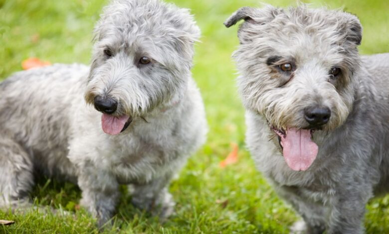 Glen of Imaal Terrier : Profil de la race canine