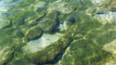 Guérir et contrôler les algues des cheveux verts