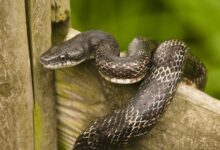 Guide de soins pour les serpents rats noirs en tant qu'animaux de compagnie
