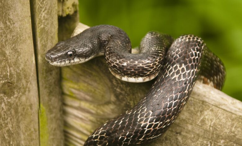 Guide de soins pour les serpents rats noirs en tant qu'animaux de compagnie