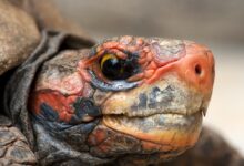 Guide de soins pour les tortues à tête cerise et à pieds rouges en tant qu'animaux de compagnie