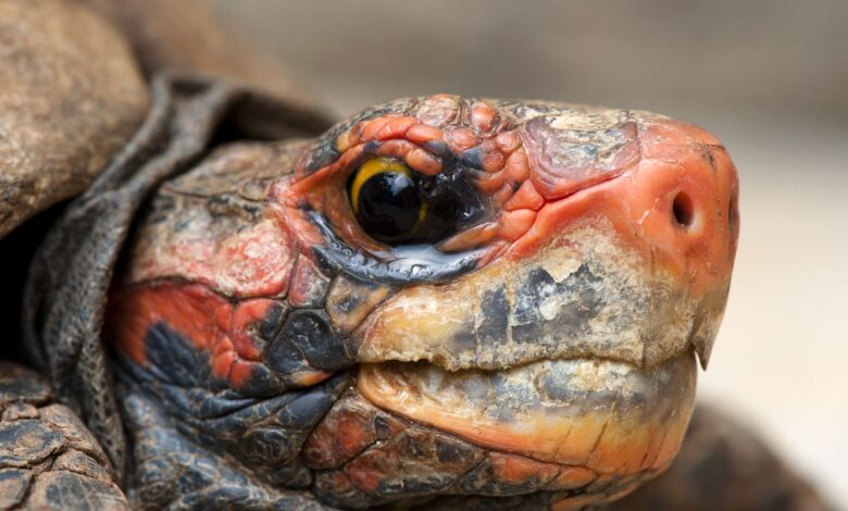 Guide de soins pour les tortues à tête cerise et à pieds rouges en tant qu'animaux de compagnie