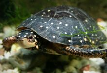 Guide des soins aux tortues tachetées