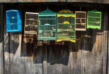 Guide pour la préparation et la peinture d'une cage à oiseaux