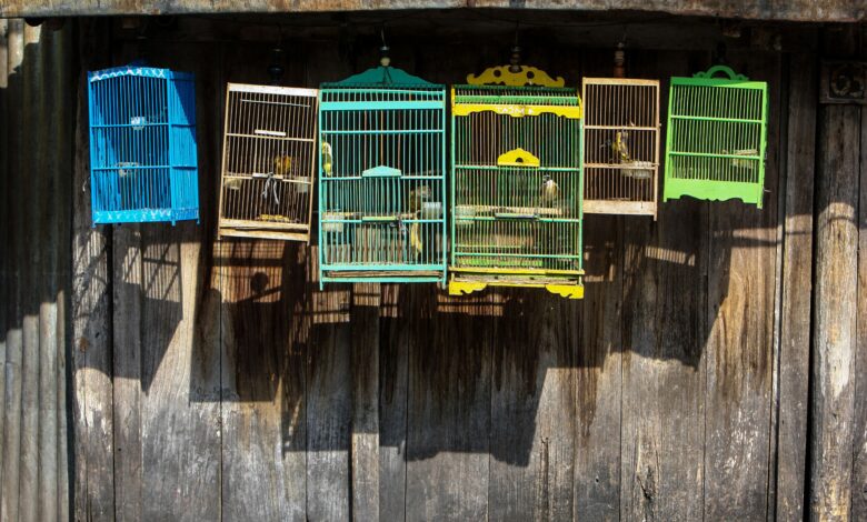 Guide pour la préparation et la peinture d'une cage à oiseaux