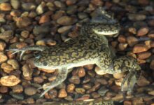 Guide pour les soins aux grenouilles à pinces africaines en tant qu'animaux de compagnie